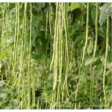 HBE09 Shedin vert pâle OP graines de haricots à haut rendement